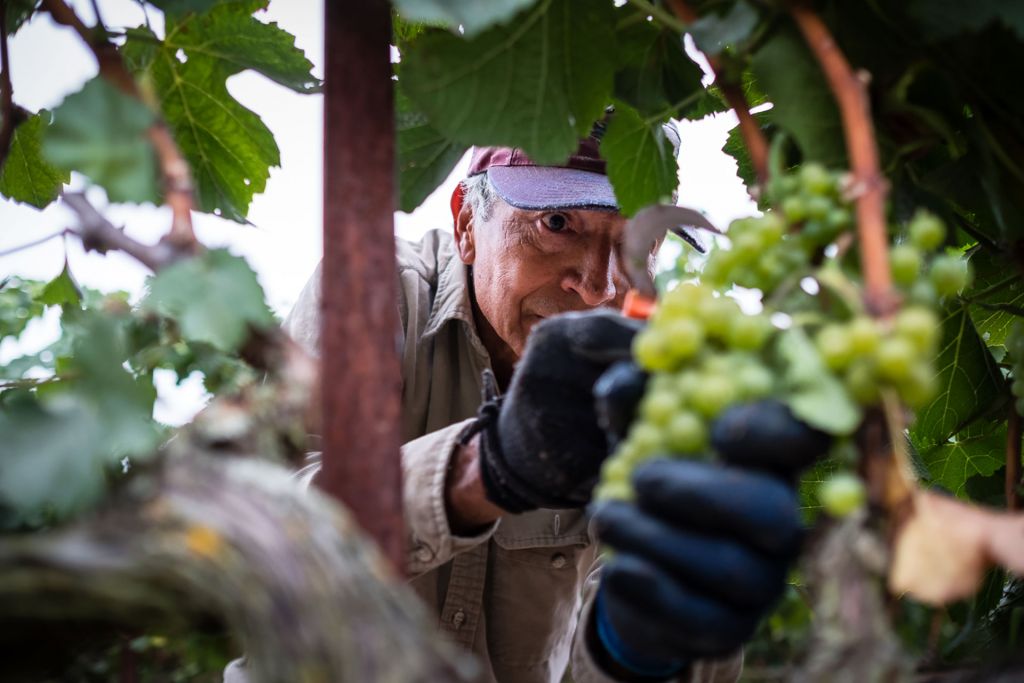 A Napa winery worker peers into a grapevine, in a scene from Harvest Season