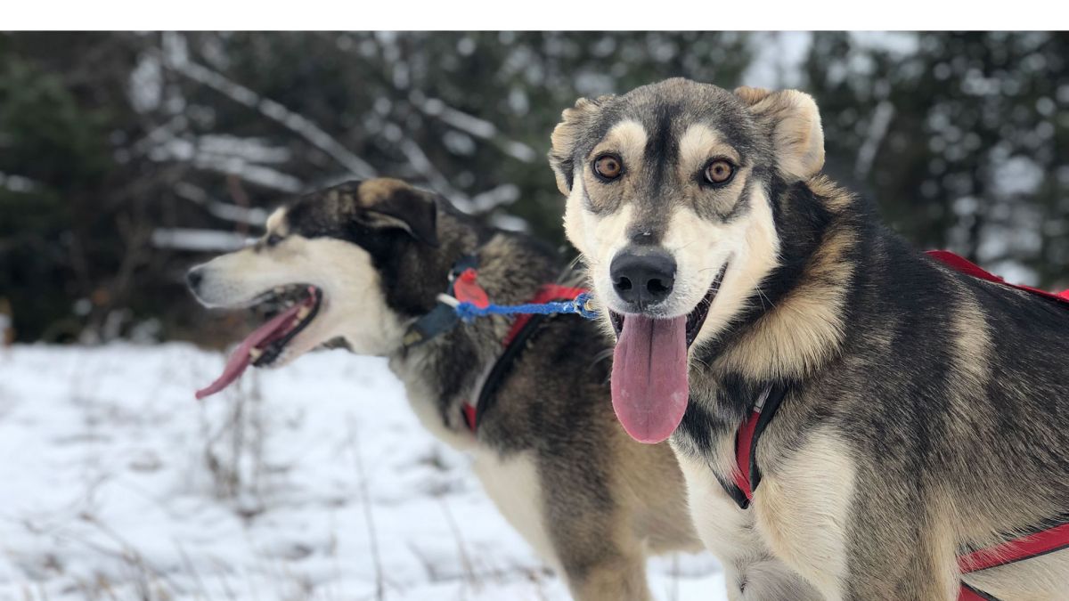 Two dogs from Blair Braverman's crew waitin the snow