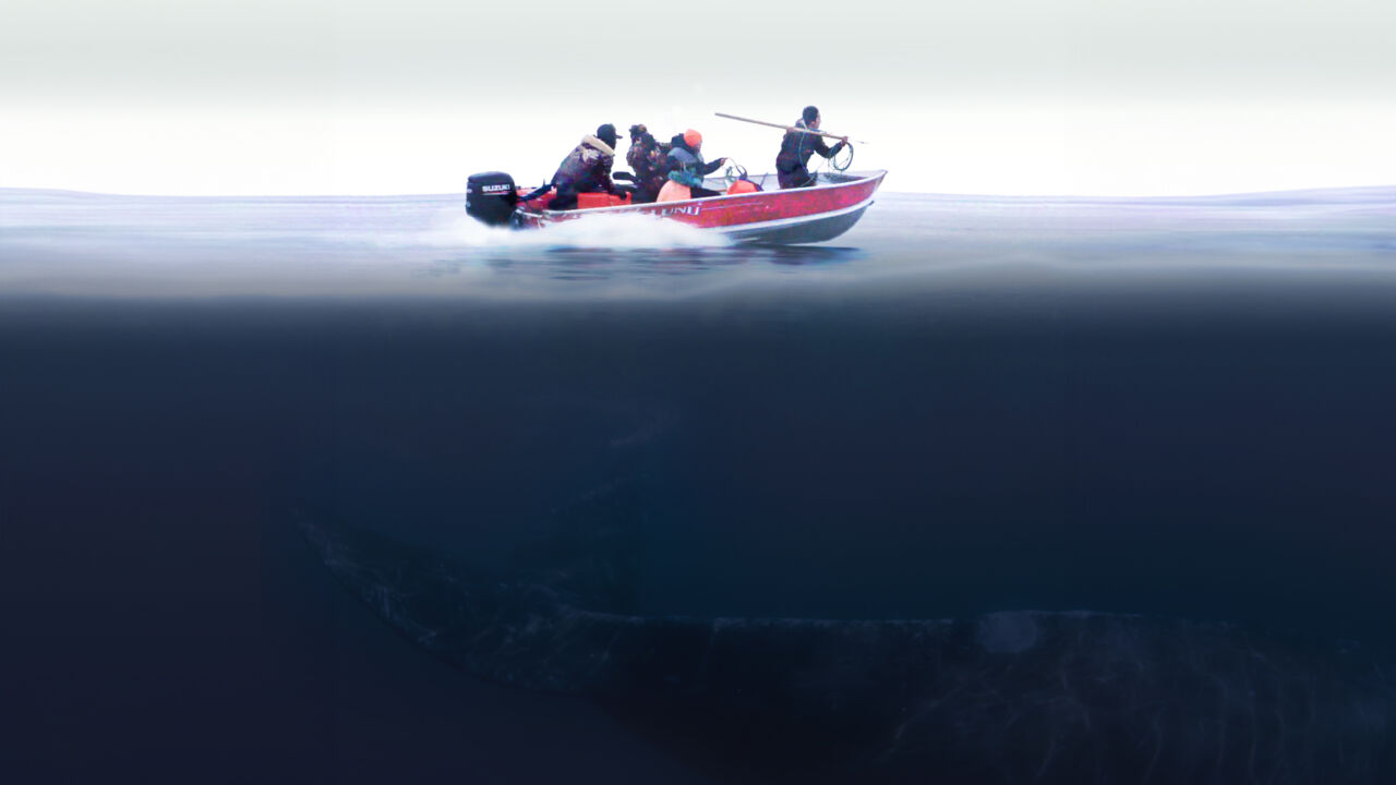 A small red boat powers through still water. A figure at the front of the boat holds a harpoon ready to be thrown. Below the boat, the tail of a whale appears.