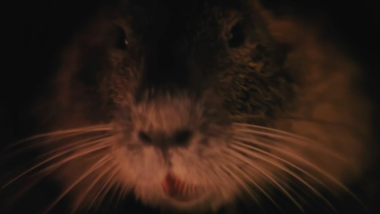 close up of a nutria's face featuring their orange teeth