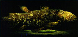 Coelacanth, the 'fossil fish'