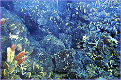 Mussels and tubeworms share a vent site.