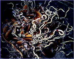 Swarming life at a cold seep on the Louisiana Slope.