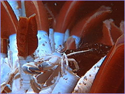 Crabs scavenge on giant tubeworms.