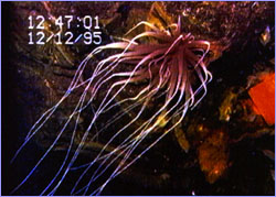 Deep-sea anemone clings to lava outcrop