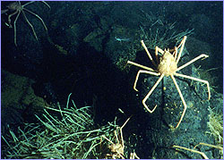 Spider crabs trundle over a lava mound