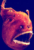 anglerfish