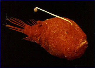 anglerfish