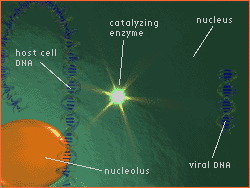 Labeled diagram of gene transfer scene