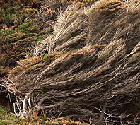 Windswept tamarisk