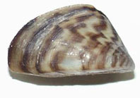 Zebra mussel