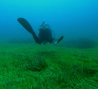 Diver over thick bed