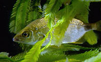 Caulerpa with silver fish