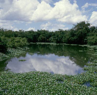 Water Hyacinth