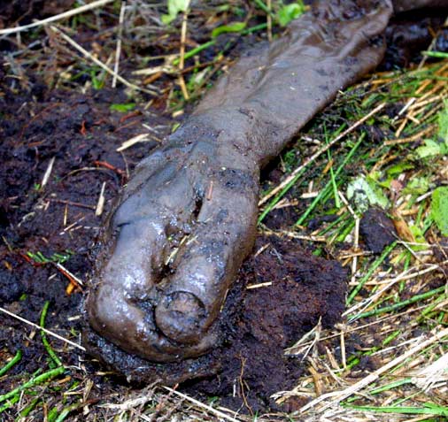 Bog body