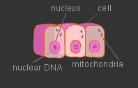 human cell (labeled) with nucleus (labeled), chromosomes (labeled nuclear DNA), 3 or 4 mitochondria (labeled)