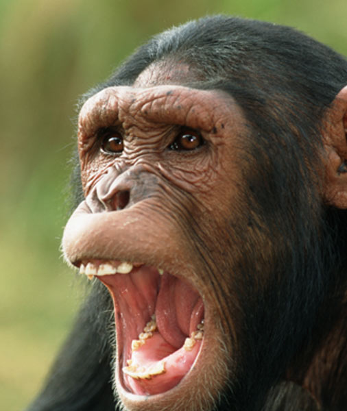 Chimpanzee
