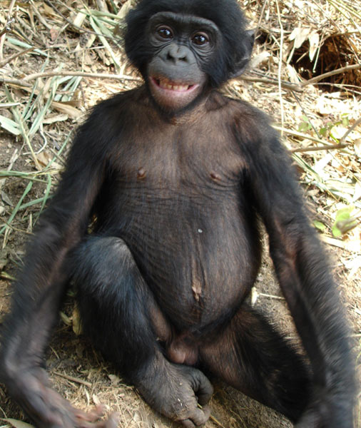 Baby bonobo