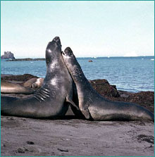 Bull elephant seals