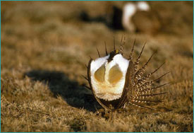 Male sage grouse