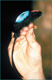 Long-tailed manakin