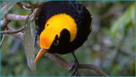 Regent bowerbird