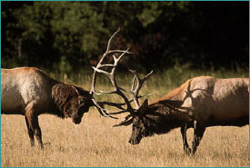 Rutting bull elk