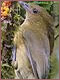 Bowerbird female