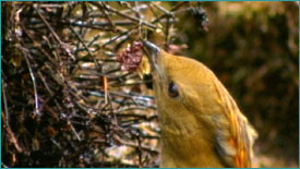 Macgregor's bowerbird