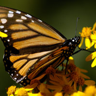 The Incredible Journey of the Butterflies