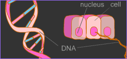 DNA of normal