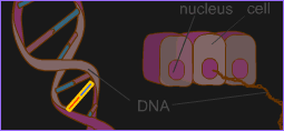 DNA mutation