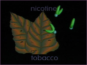 Nicotine & Tobacco