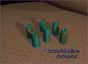 aCH Receptor