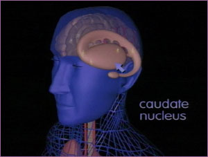 Caudate nucleus