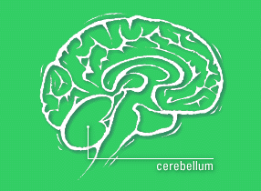 Diagram of brain, with cerebellum labelled