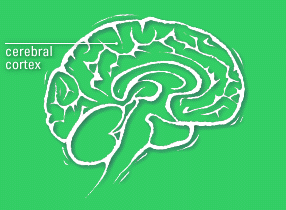 Diagram of brain with cerebral cortex labelled