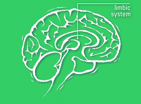 Diagram of brain, with limbic system labelled