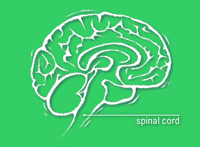 Diagram of brain, with spinal cord labelled