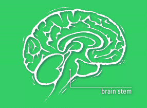 Diagram of brain, with brain stem labelled