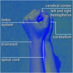 Same photo, repeated with callouts of 'anatomical features' of this brain model