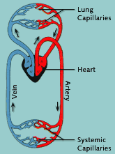 Diagram of blood flow circulation throughout body