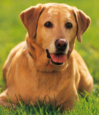 Yellow Lab