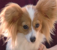 Brown Papillon