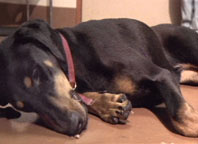 Narcoleptic doberman