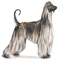 Afghan Hound