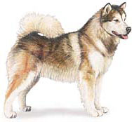 Alaskan Malamute