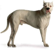 Dogo Argentino