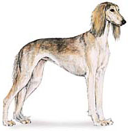 Saluki