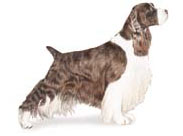 English Springer Spaniel